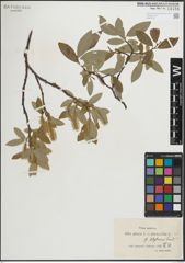Foto von Salix glauca L. x Salix phylicifolia L.